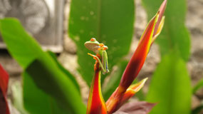 La Pas Waterfall garden - red-eye tree frog