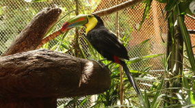 La Pas Waterfall garden - the beautiful toucan
