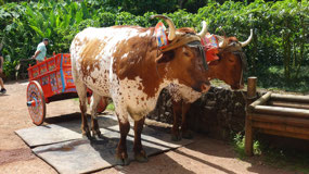 La Pas Waterfall garden - the ox cart
