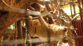 La Pas Waterfall garden - the sloths