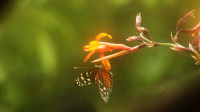 La Pas Waterfall garden -tiger longwing Heliconius
