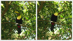 Arenal Observation lodge