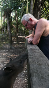 Belize Zoo - meeting the tapis