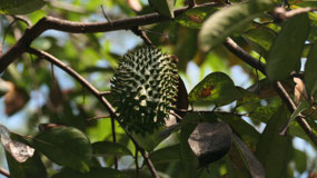 Nim Li Punit - sour sop fruit
