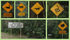 Tikal - be careful wildlife