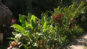 Barton Creek Cave - beautiful flowers