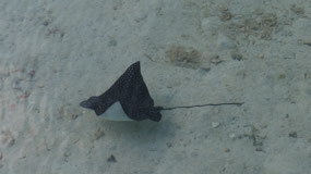 Tobacco Caye - like spreading wings