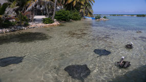 Tobacco Caye - they are waiting for food