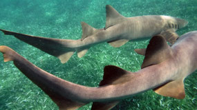 Hol Chan - with the nurse sharks