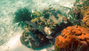 Hol Chan Marine Reserve