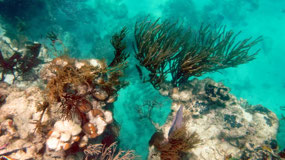 Hol Chan Marine Reserve- outside of the reef