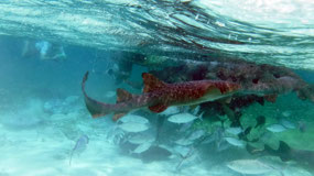 Caye Caulker - the nurse sharks