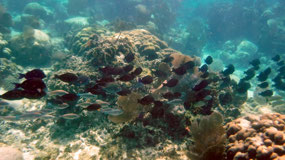 Caye Caulker - another fish school