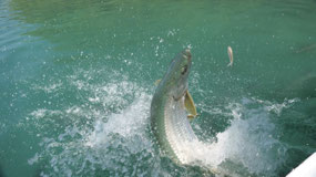 Caye Caulker - jumping tarpoons