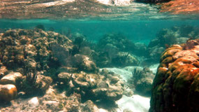 Caye Caulker - swimming between corals