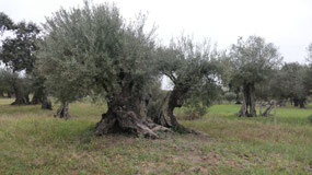 Olive trees