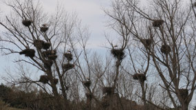 Stork city - lots of nests