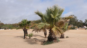 Playa de la Puntilla - between palm trees