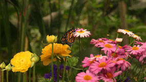 Bemalmadena Butterfly garden