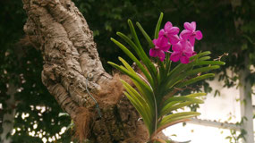 Estepona orchidgarden