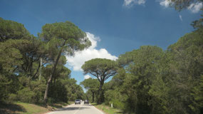 Costa da Caparica - cool trees