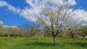 Dettingen - cherry blossom walk