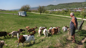 Calverbuehl with the goats
