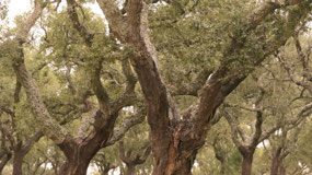 Megaliths - cork trees