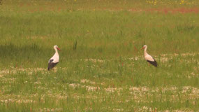 Evora - the storks