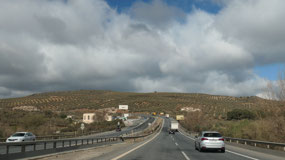 in olive tree country