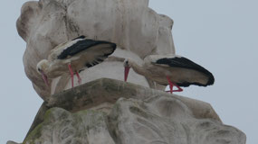 Faro - Igesja do Carmo - too see some storks