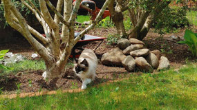 Mandy in the yard