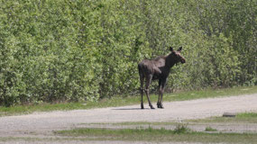 West Lake - a moose