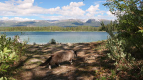 Boya Lake PP - going to the beach