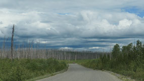 once there was a forest fire