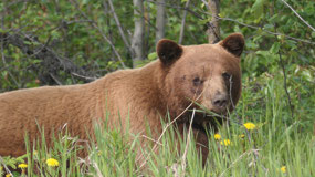 watching the bear