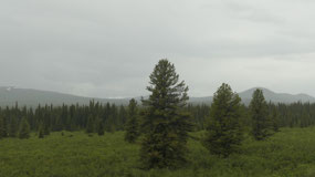Alcan - the forest is not that dense up here