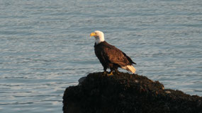 Haines - watching the eagles