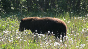 Klondike Hwy - someone likes flowers