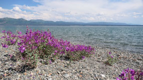Kluane Lake - beautiful pink flowers