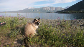 Kluane Lake - mandy loves it too