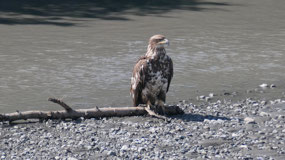Richardson Hwy - eagle viewing