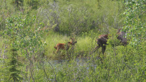 Richardson Hwy - Moose