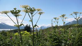 Valdez - dock point trail