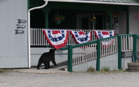 Valdez - haha think the bear wants to check in