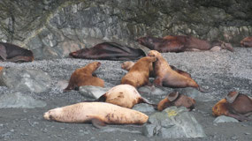 Columbia Icefield - sea lions