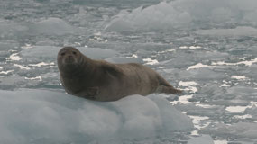 Columbia Icefield - seals on the ice