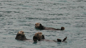 Columbia Icefield  - cute sea otters