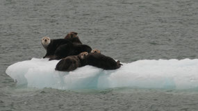 Columbia Icefield - sea otters on ice