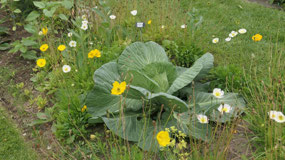 Palmer - the gigantic cabbage